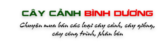 chậu cây