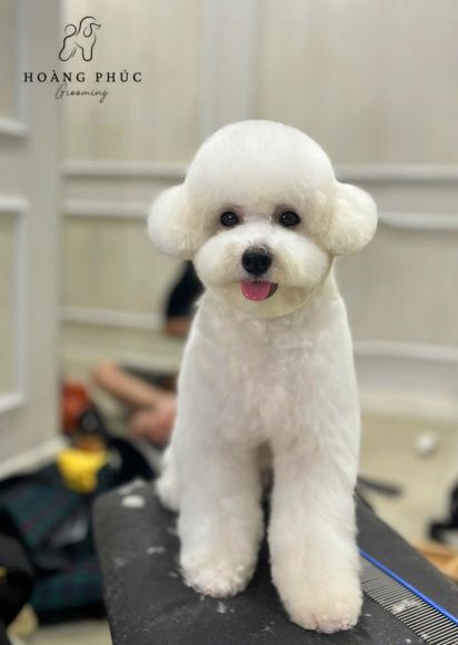 Thú cưng
