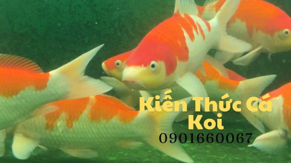 Bạt Thủy Sản