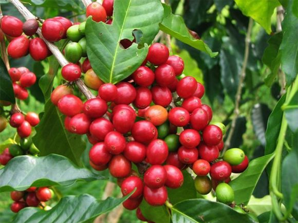 Cà phê - Trà sữa - Đồ uống