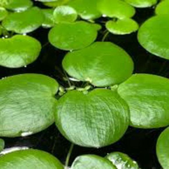 Bơi thủy liệu