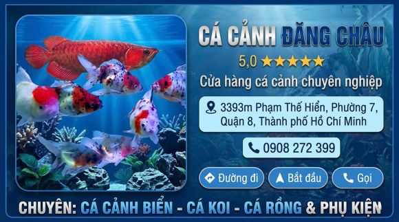 Cá cảnh