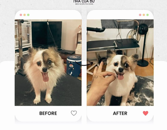 Thú cưng
