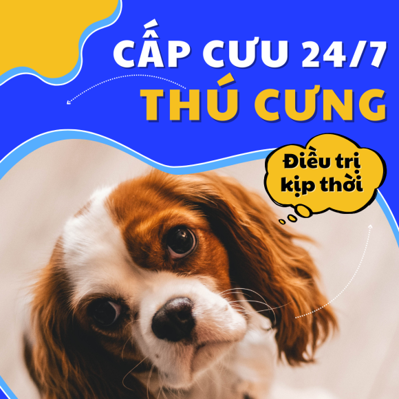 Phòng khám thú y