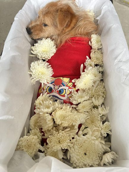Thú cưng