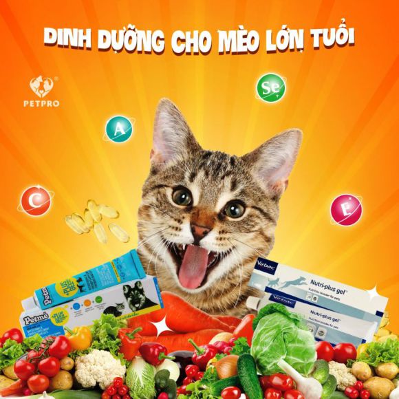Phòng khám thú y