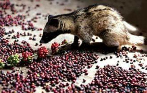 Cà phê - Trà sữa - Đồ uống