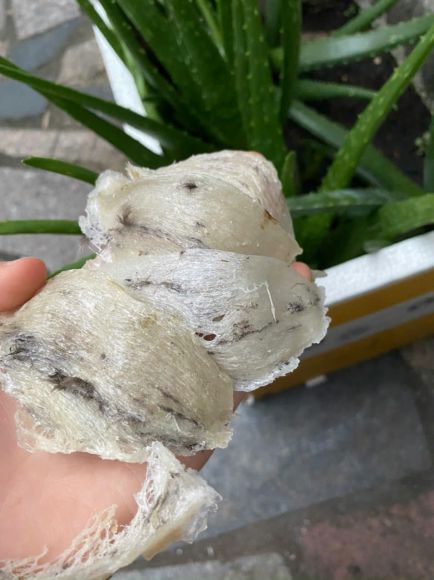 view chụp hình Tết