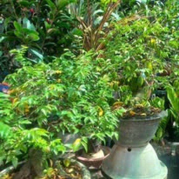 chậu kiểng