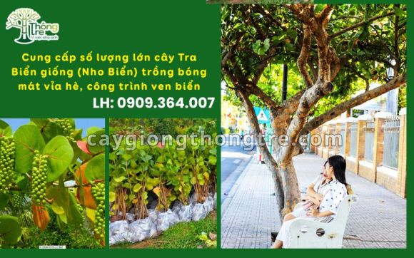 Thiết kế loughe, bar