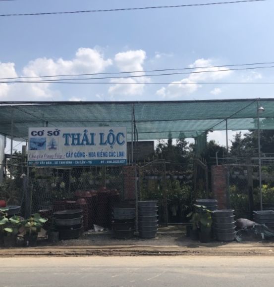 chậu cây