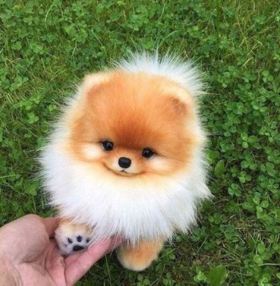 Thú cưng
