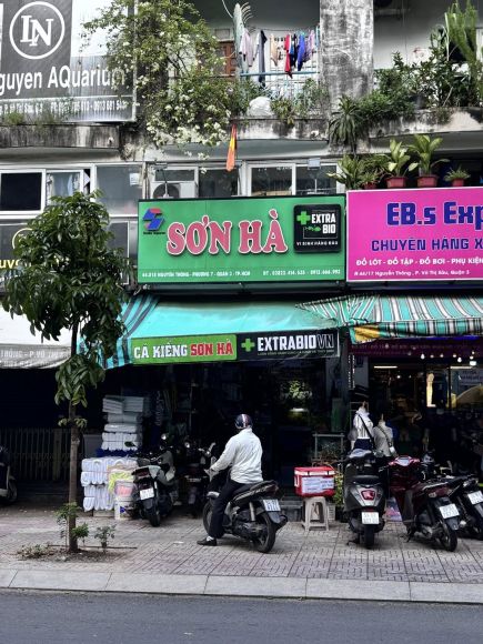 Cá cảnh