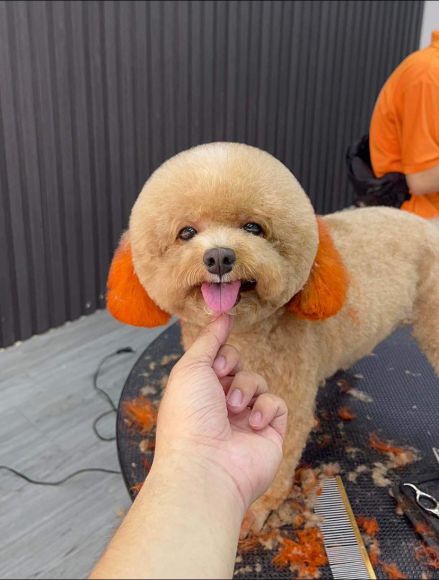 Thú cưng