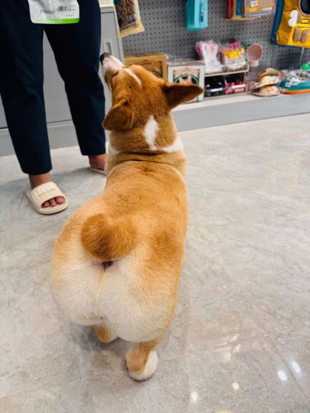 Thú cưng
