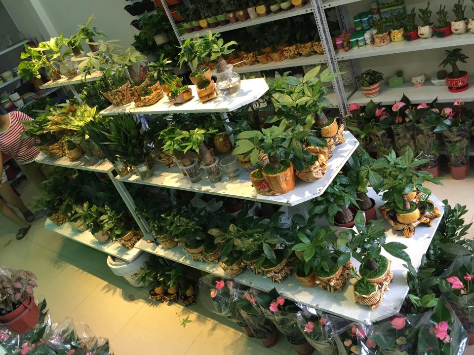 Top 3 Cửa Hàng Cây Cảnh Giá Rẻ Tại Quận 2 Được Yêu Thích Nhất