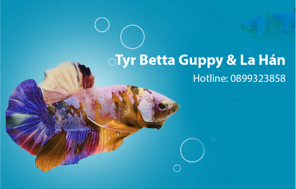 Top 3 Guppy Shop chất lượng nhất Bình Chánh, TPHCM