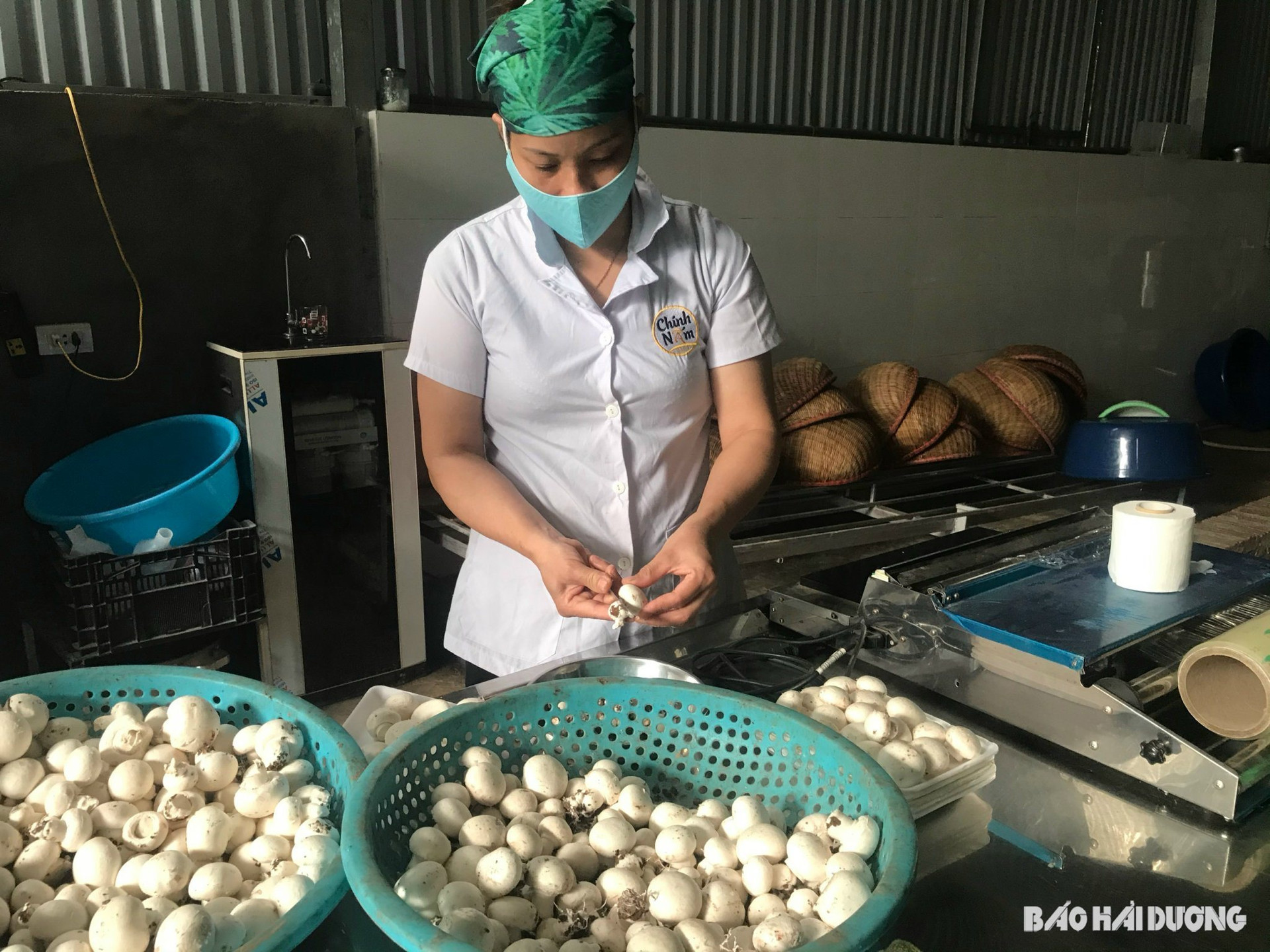 Top 3 công ty Nấm Các Loại – Sản Xuất Và Cung Cấp Nấm