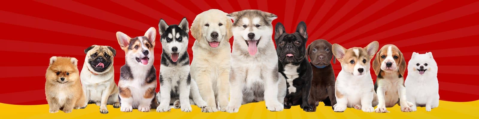 Top 3 Phòng Khám Thú Y Uy Tín Chất Lượng Tại Tân Phú