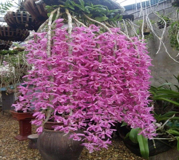 Ý Nghĩa Của Các Màu Hoa Lan