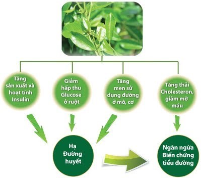 TOP 3 ĐƠN VỊ CUNG CẤP SẢN PHẨM TỪ DÂY THÌA CANH UY TÍN, ĐẢM BẢO TIÊU CHUẨN CHẤT LƯỢNG