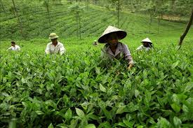 TOP 3 Cơ Sở Sản Xuất Và Kinh Doanh Trà Tại Phú Thọ - Chất Lượng Đỉnh Cao