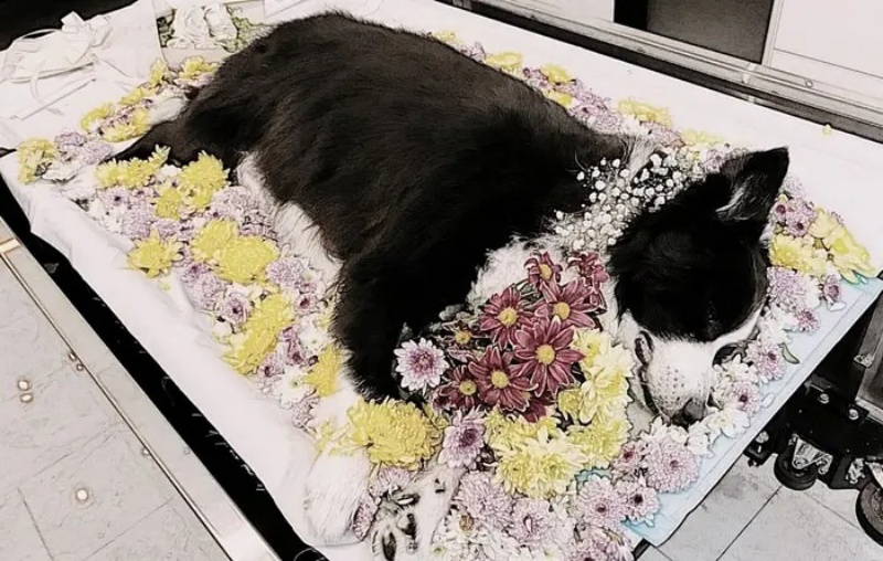 Top 3 Dịch Vụ Thiêu Chó Mèo Uy Tín Tại TP.HCM