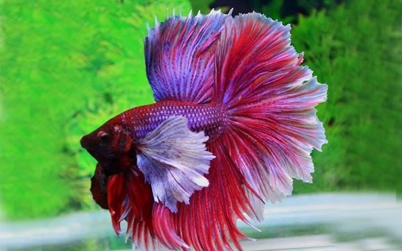 Top 3 Cơ Sở Cung Cấp Cá Giống Chất Lượng Tại Quận Thủ Đức