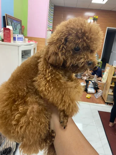 Top 3 Phòng Khám Thú Y Uy Tín Tại Quận 12 – Dịch Vụ Chất Lượng, Giá Tốt Nhất