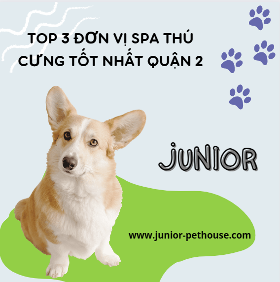 Top 3 đơn vị spa thú cưng tốt nhất quận 2