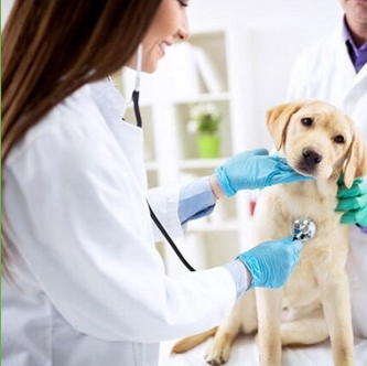 Top 3 Phòng Khám Thú Y Uy Tín Nhất Hiện Nay – Thú Cưng Khỏe, Chủ Yên Tâm tại TP. Hồ Chí Minh.