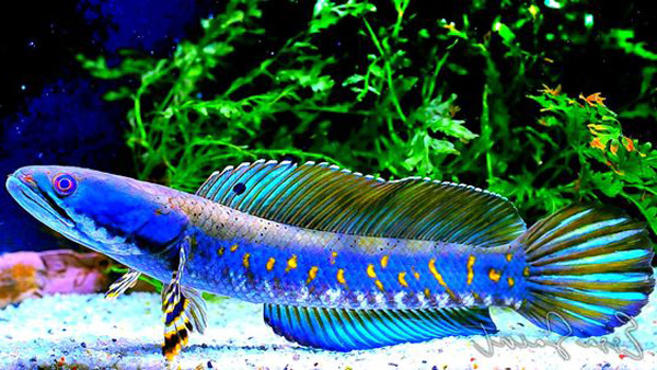 Top 3 tiệm cá lóc cảnh đẹp nhất Dĩ An – Điểm đến cho người mê cá cảnh độc lạ