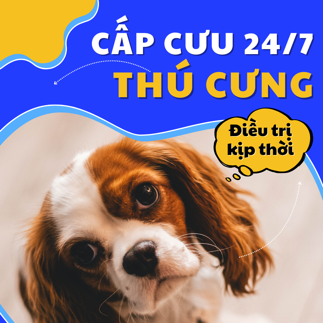 Thú Y Bình Thạnh - Lựa Chọn Phòng Khám Uy Tín Cho Sức Khỏe Pet Cưng Của Bạn