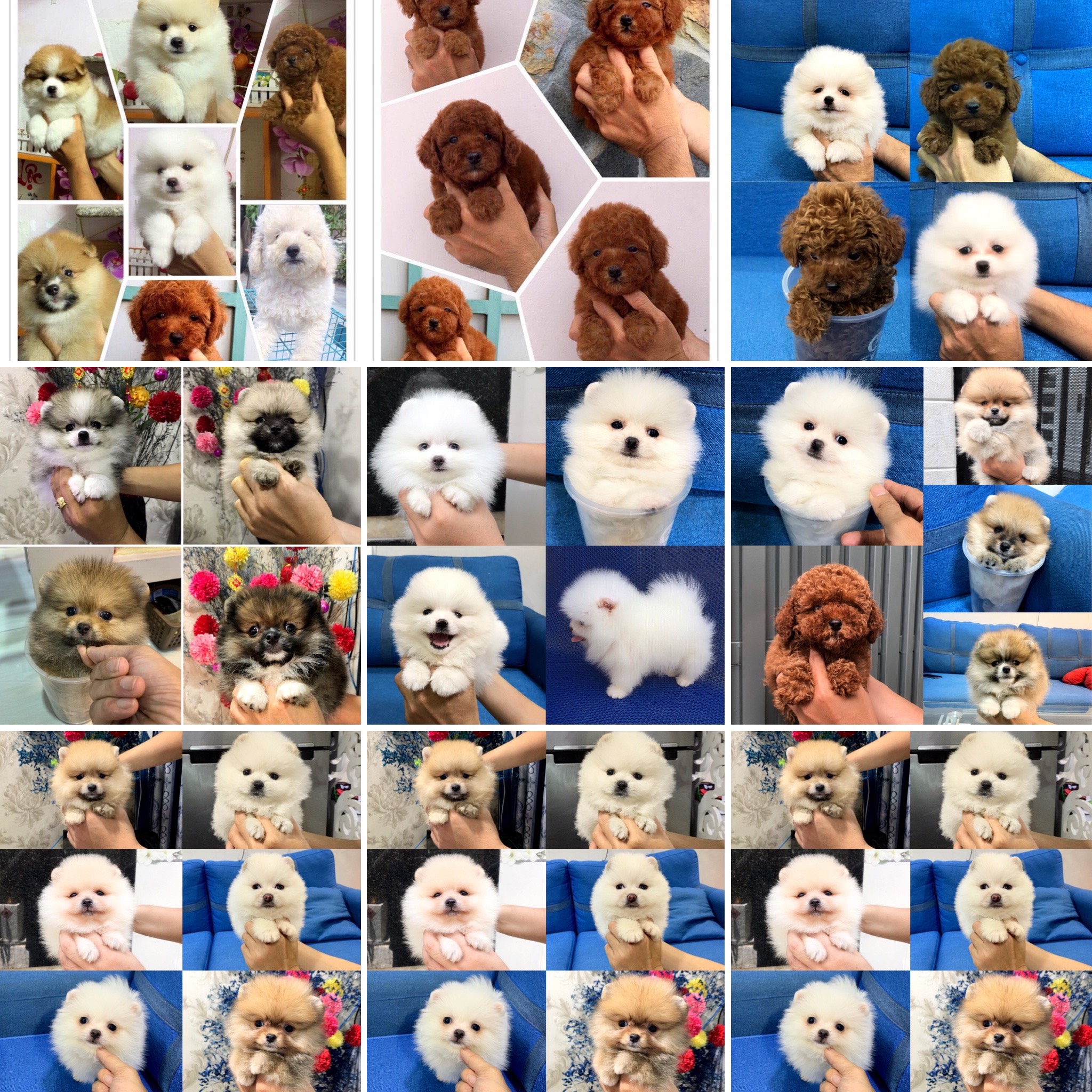 Tìm hiểu về Top 3 Pet Shop phổ biến và đáng xem xét cho thú cưng của bạn