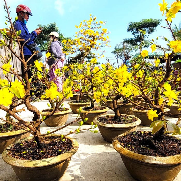 Các loại mai vàng tại Vườn Mai Phước Vinh