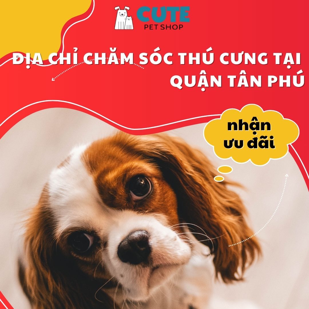 Địa chỉ chăm sóc thú cưng tại quận Tân Phú