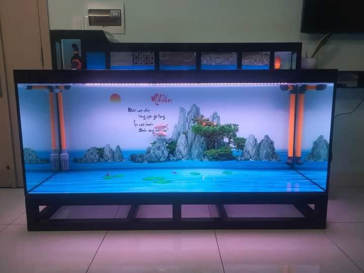 Thi công hồ cá rồng Hóc Môn