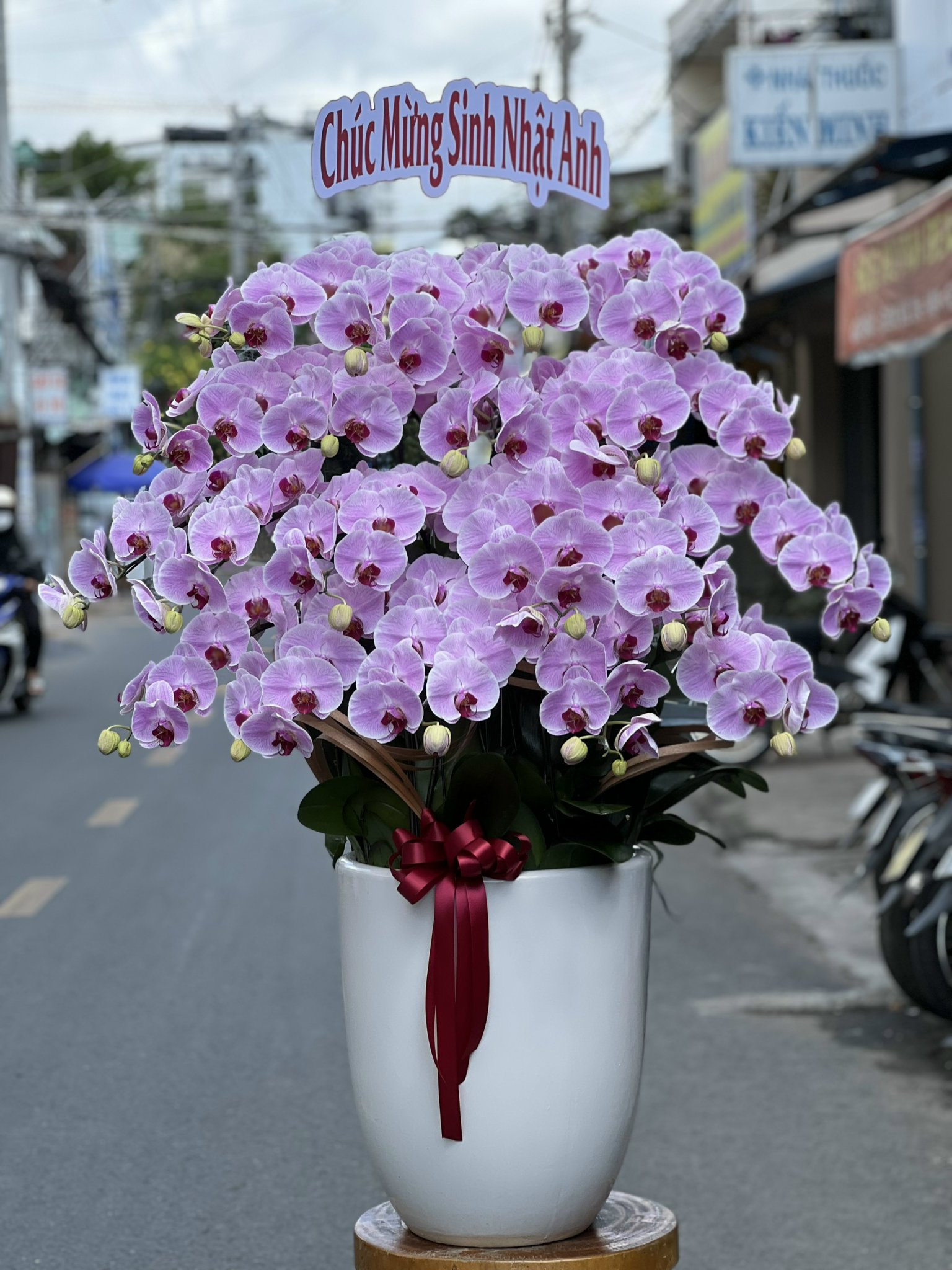 Thùy Trang Orchids - Địa chỉ tin cậy cho Lan hồ điệp Apollo chất lượng từ Vườn Đài