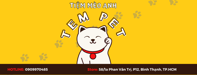 TOP 3 Cửa hàng Mèo Anh uy tín tại TP Hồ Chí Minh