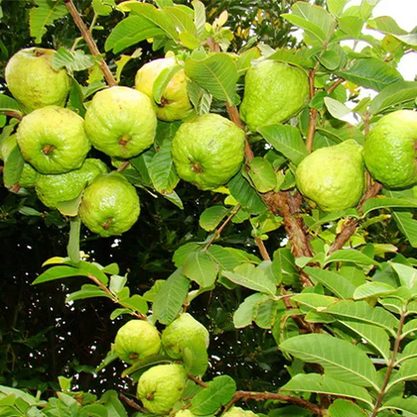 Top 3 Địa Điểm Cung Cấp Giống Cây Tại Bến Tre Uy Tín