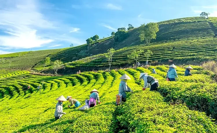 Top 3 Xưởng Sản Xuất Trà Uy Tín Tại Phú Quốc, An Giang Được Khách Hàng Tin Chọn