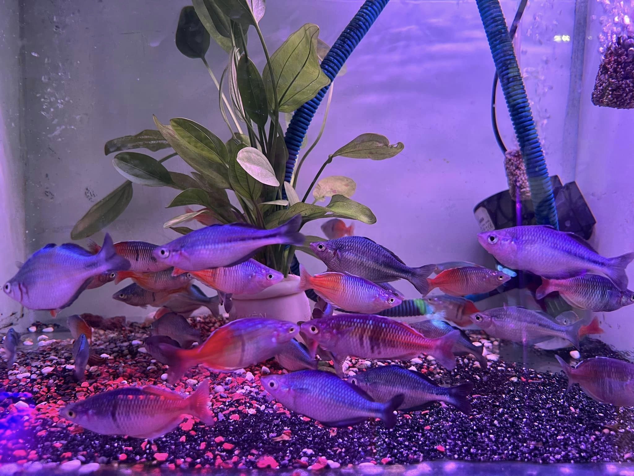 Cá Cảnh Lan Huệ Quận 8 - Nguồn Cung Cấp Đáng Tin Cậy Cho Thế Giới Cá Cảnh Đẹp