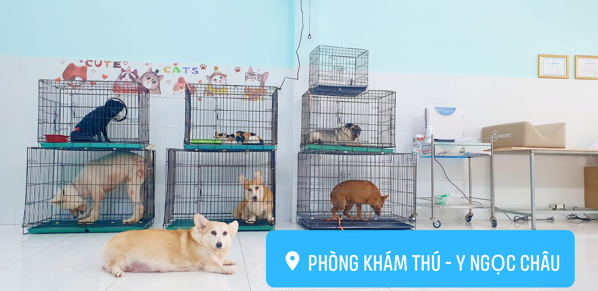 Top 3 Phòng Khám Thú Y Uy Tín Tại Hóc Môn – Địa Chỉ Chăm Sóc Thú Cưng Chất Lượng