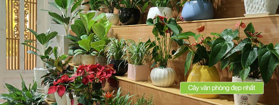 Khải My Garden - Cây cảnh lâu năm tại Bình Dương