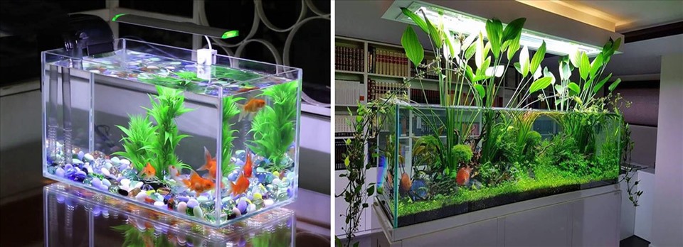 Top 3 cửa hàng Betta uy tín – chất lượng dành cho người chơi cá cảnh tại Việt Nam