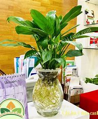 Top 3 Đơn Vị Chuyên Cung Cấp Cây Cảnh Giá Rẻ Tại TP.HCM