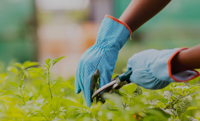 Top 3 Nhà Cung Cấp Cây Công Trình Giá Rẻ Đảm Bảo Chất Lượng Và Vận Chuyển Nhanh