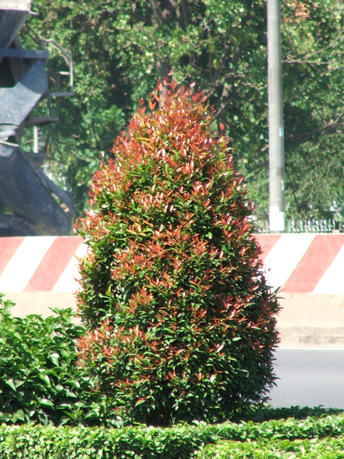 Top 3 Lý Do Nên Chọn Cây Công Trình Giá Rẻ Cho Dự Án Của Bạn