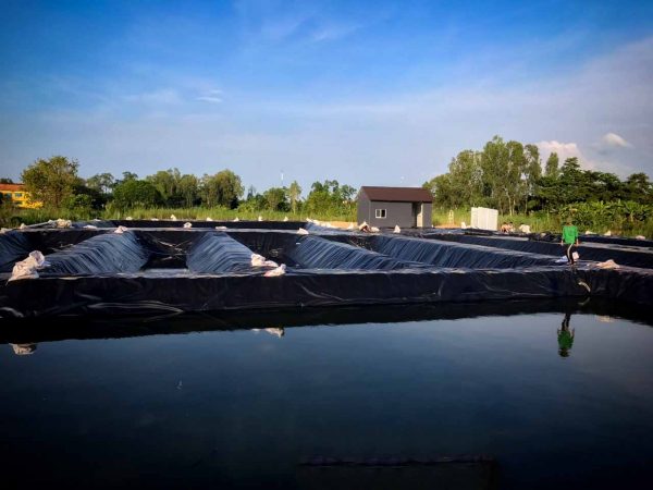 TOP 3 ĐƠN VỊ CHUYÊN CUNG CẤP BẠT LÓT HỒ UY TÍN TẠI BÌNH DƯƠNG