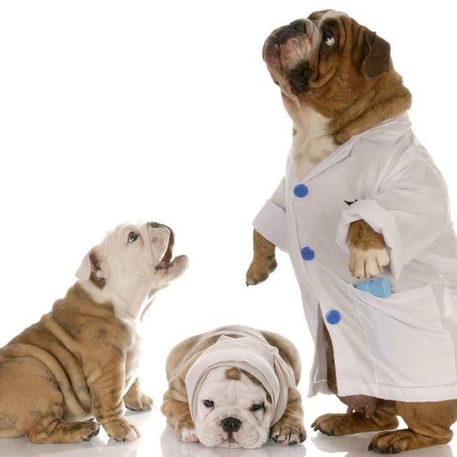 Top 3 Phòng Khám Thú Y Uy Tín Và Chất Lượng Tại Quận 6